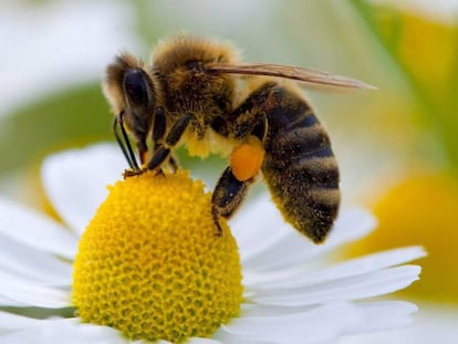 Las desaparición de las abejas sería una gran catástrofe para el mundo.