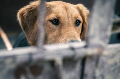 Perro en un refugio de animales esperando para su adopción.