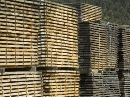 Paneles de madera delante de un monte de eucaliptos en distintas fases de crecimiento, en Trabada.