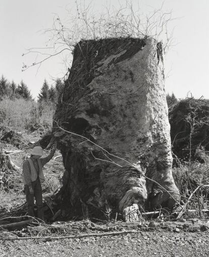 'Kerstin junto a un tocón maduro, Coos County, Oregón', 1999-2003, de Robert Adams.