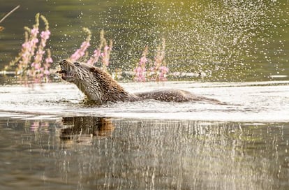 Una nutria, en la presa del Encinarejo.