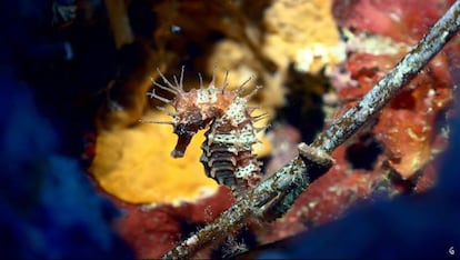 Cavallet de mar.