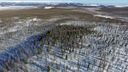 La taiga cubre extensiones vastísimas de la región. Es un ecosistema vital para el pueblo dukha.