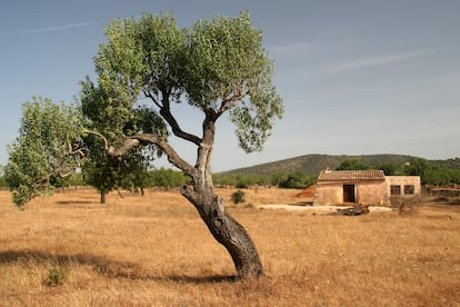 Paisatge rural de Mallorca