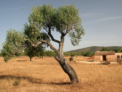 Un paisatge rural de Mallorca, on s'ambienta el joc Finca.