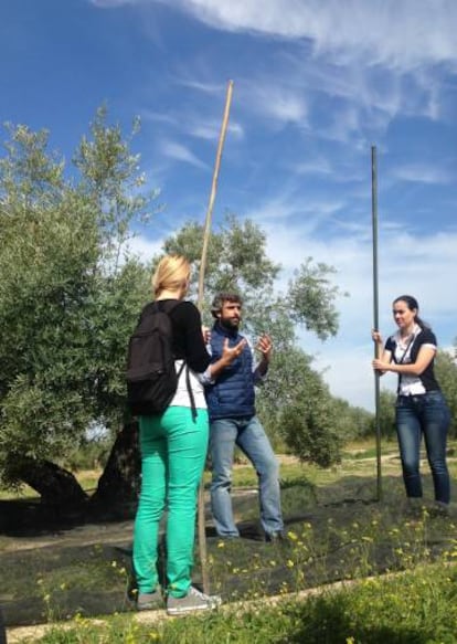 Una visita al olivar de Oleícola San Francisco, en Begíjar.