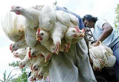 Un granjero transporta sus pollos para venderlos en un mercado de Timpag, en la isla indonesia de Bali.