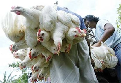 Un granjero transporta sus pollos para venderlos en un mercado de Timpag, en la isla indonesia de Bali.