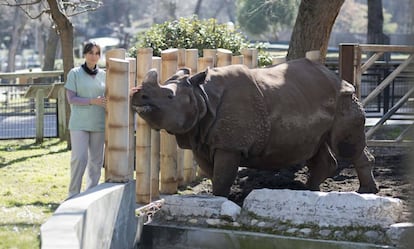 La veterinaria Eva Martínez ofrece comida a 'Batschii', hembra de rinoceronte indio, en el zoo de Madrid.