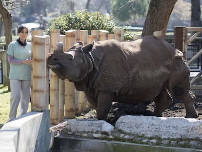 La veterinaria Eva Martínez ofrece comida a 'Batschii', hembra de rinoceronte indio, en el zoo de Madrid.