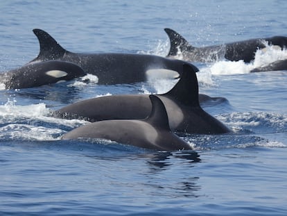 Orcas del Estrecho, en una imagen de archivo.