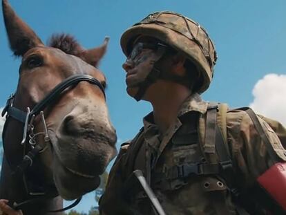Un soldado de la brigada alemana de Infantería con una de las mulas, en una imagen del vídeo de la OTAN.
