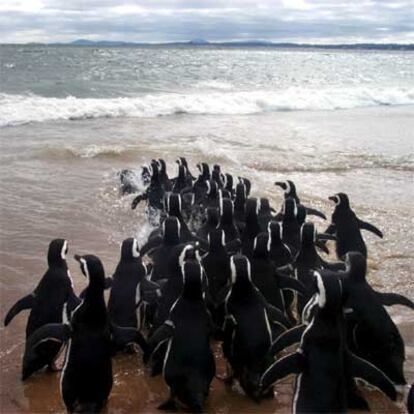 Liberación de pingüinos en una playa de Punta del Este (Uruguay).