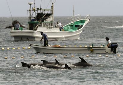 Un pesacador conduce un bote, mientras otro lanza la red al mar. El Parlamento japonés ha defendido el pasado lunes 20 de enero esta pesca anual de delfines, un día después de que el embajador de Estos Unidos en Japón, Caroline Kennedy, calificó la "práctica de inhumana".