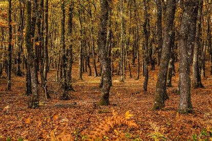 Bosque en Lugo, donde crecen algunos de los robles que luego se convertirán en las botas que albergarán el vino de Jerez primero y el whisky The Macallan después.