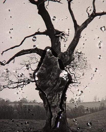 El árbol de la rosa, en la Sala Parpalló.