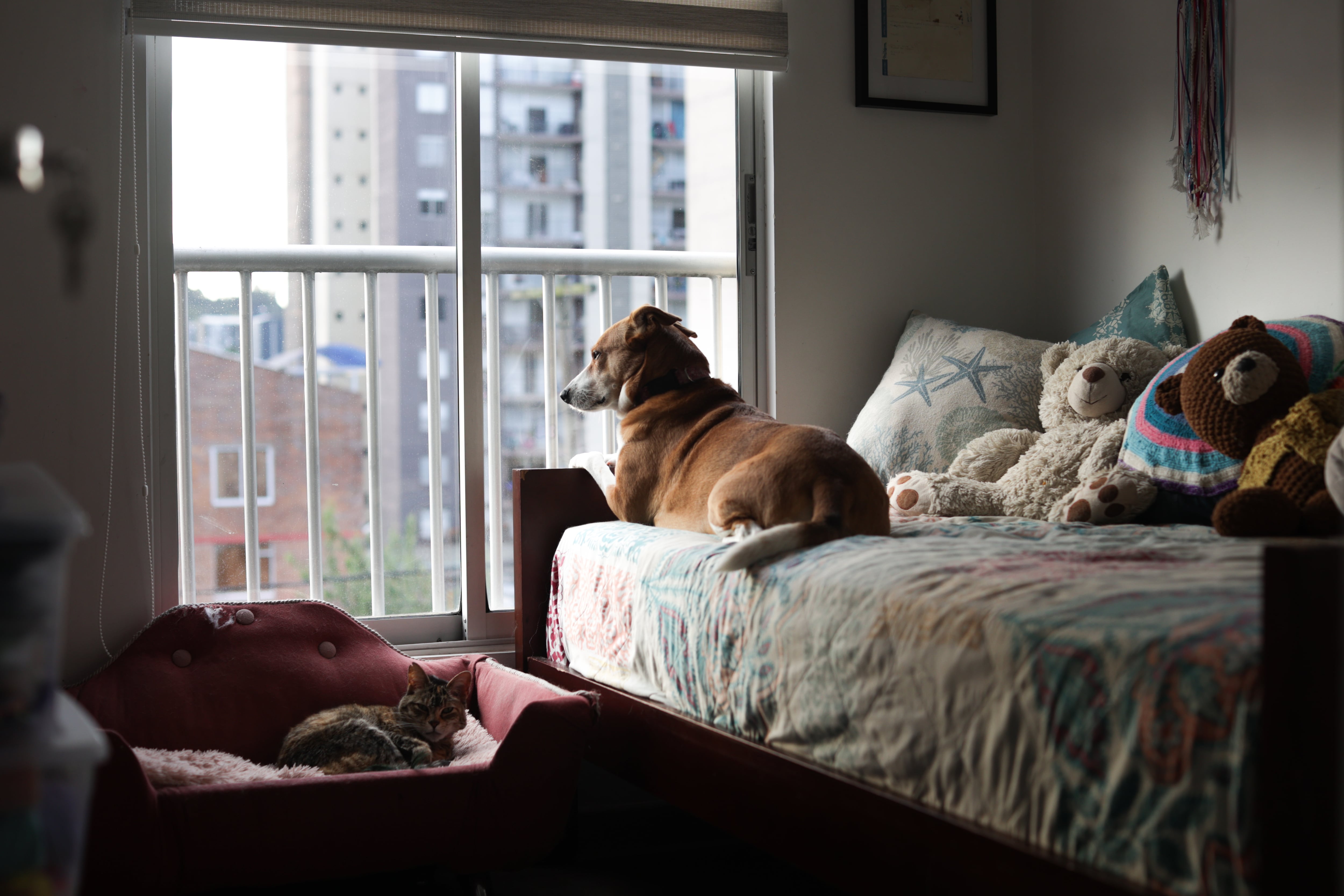 Lulo, la canina de asistencia de Catalina Giraldo, en su casa en Bogotá.
