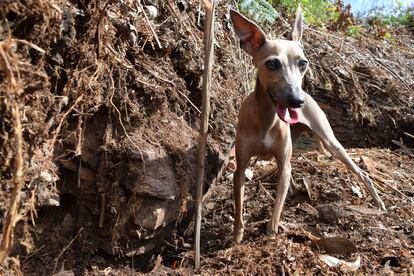 La perra 'Blume', junto a restos de la supuesta sauna descubierta en el castro da Maradona
