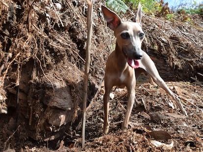 La perra 'Blume', junto a restos de la supuesta sauna descubierta en el castro da Maradona.