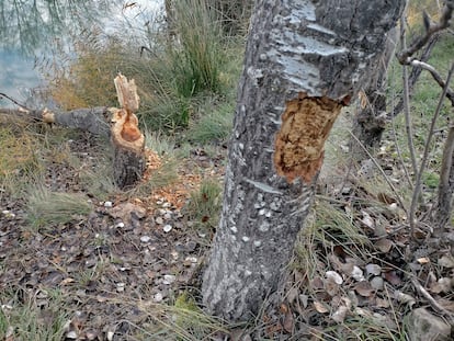 Troncos raídos por un castor en el Tajo, en una imagen cedida por Marco Ansón.