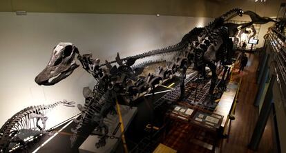 Réplica de esqueleto de diplodocus, estrella del Museo Nacional de Ciencias Naturales.