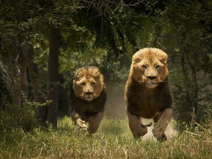 Pareja de leones macho en un parque nacional africano.