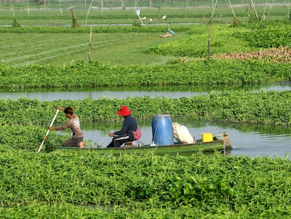 Dos agricultores camboyanos navegan entre mimosas de agua, una planta utilizada para elaborar un popular plato de verduras, en una granja en Phnom Penh.