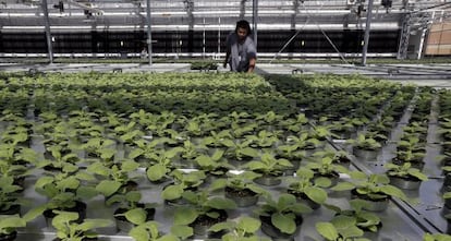 O setor do tabaco contempla com esperança qualquer uso alternativo da planta.