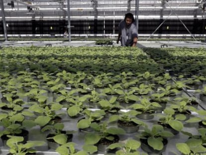 O setor do tabaco contempla com esperança qualquer uso alternativo da planta.