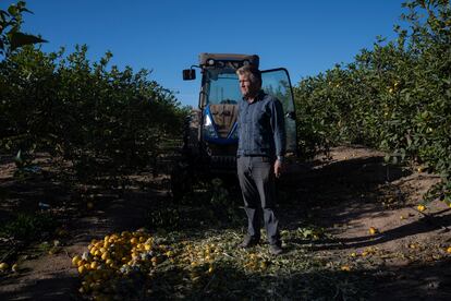 El agricultor murciano José Ángel Morales debe triturar los limones que no puede vender en su finca de San Javier (Murcia).
