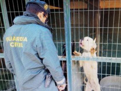 Un guardia civil en una perrera.