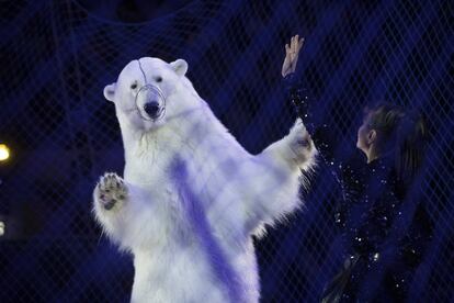 Oso de circo. Una mano levantada le indica al oso blanco que se ponga en pie. La foto muestra cómo el animal ejecuta el gesto con incomodidad. La imagen fue tomada en una etapa del Circo Ruso en Kazán (Tataristán, Rusia). Ha obtenido el primer premio en la categoría de "Imagen individual de fotoperiodismo de la vida salvaje".