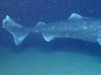 Um tubarão boreal retratado em águas profundas