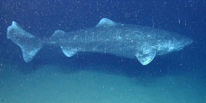 Un tiburón boreal retratado en a gran profundidad