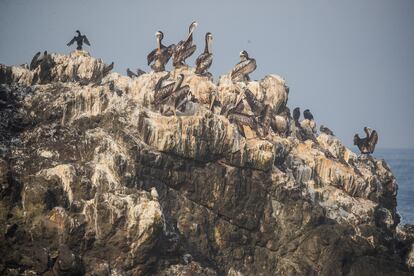 Un grupo de pelícanos sobre un peñasco. La gripe aviar también golpeó a las aves en Perú, entre ellas a esta especie.