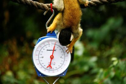 Un mono ardilla observa el indicador de la báscula de pesaje en el Zoo de Londres (Reino Unido).