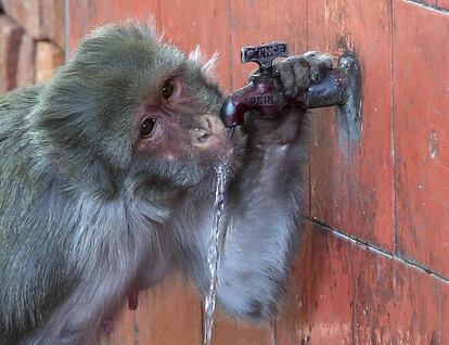 Un mono bebe agua de una fuente durante un día caluroso en Jammu, capital de invierno de la Cachemira india.