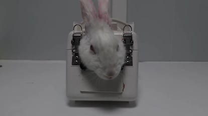 Un conejo que sale en el vídeo publicado por Cruelty Free International. 