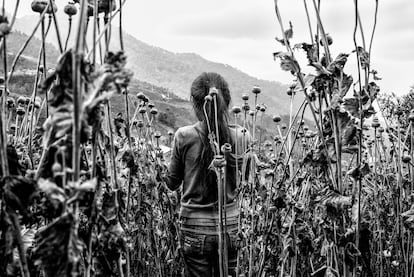 Una niña en un campo de amapolas en la montaña de Guerrero. 