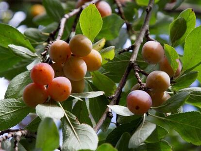 Mirabeles destinados al autoconsumo en una finca de Goián (Tomiño)