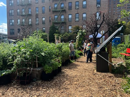 Vecinos del Bronx acuden al santuario urbano H.eart, en julio de 2024 en Nueva York