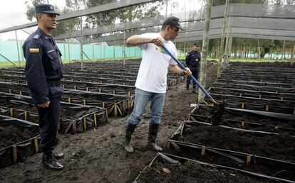 Mancuso trabajando en una granja floricultora en la prisión de La Ceja, cerca de Medellín, en noviembre de 2006. Esa cárcel albergaba alrededor de 60 jefes paramilitares que esperaban sus juicios.