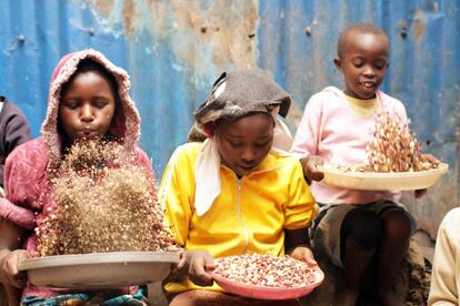 Los cientos de niños que viven en el orfanato público Good Samaritan (Buen Samaritano) de Nairobi participan en todas las actividades domésticas. Ayudan a preparar la comida, lavan la ropa y cuidan de los niños más pequeños. En la imagen, tres niñas separan el grano del trigo.