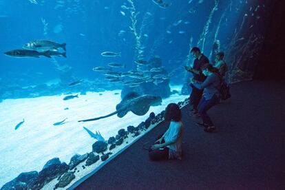 Visitantes en el Gran Acuario Poema del Mar el día de su inauguración, el pasado 8 de enero.