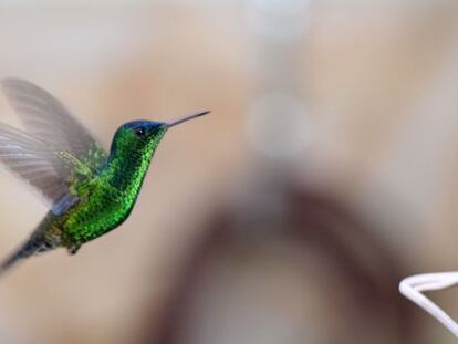 Un colibr&iacute; gorriazul en la reserva Jard&iacute;n Encantado.