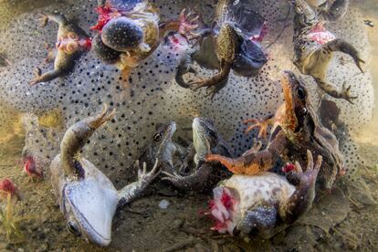 As rãs, com as pernas cortadas e rodeadas por ovos, lutam contra a superfície depois de serem jogadas na água em Covasna (Romênia). Pernas de rã são frequentemente coletadas como alimento na primavera, quando machos e fêmeas se juntam para acasalar e desovar. Às vezes as pernas são cortadas enquanto o animal ainda está vivo. A exportação do produto rende ao país cerca de 40 milhões de dólares todos os anos. Uma pequena parte da população das montanhas dos Cárpatos ganha a vida coletando e vendendo pernas de rã na natureza.