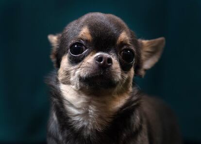Lamby, una Chihuahua de 18 meses.