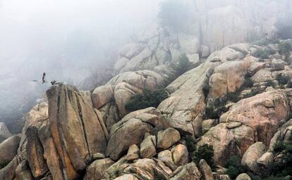 Un buitre leonado aterriza en una roquedal en mitad de la niebla, en la vertiente segoviana del parque nacional de Guadarrama.