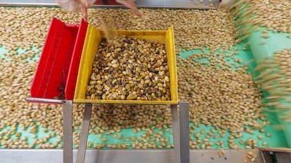 Los pistachos se clasifican a mano en la planta de Wonderful Pistachios & Almonds en California.