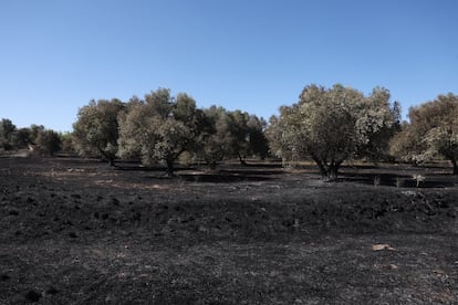 Tierra calcinada en Navalcarnero, Madrid. 